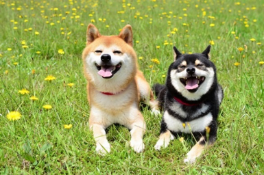 japanese dog breeds